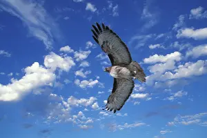 Jamaicensis: Red-tailed Hawk in flight