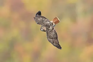 Jamaicensis: Red-tailed Hawk in flight