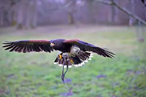 Jesses: Red-tailed Hawk in flight with falconers tassels