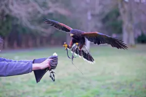 Trained: Red-tailed Hawk in flight with falconers tassels