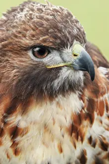 Buteo: Red-tailed hawk, Florida