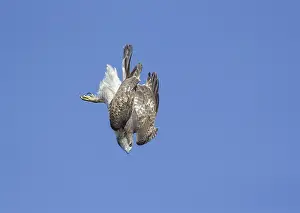 Jamaicensis: Red-tailed Hawk Immature in flight One of the
