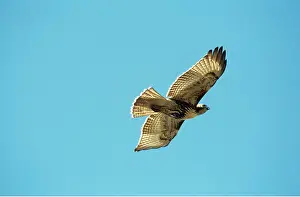 Hawks: RED-TAILED HAWK - juvenile in flight