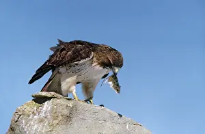 Jamaicensis: Red Tailed Hawk with Mouse