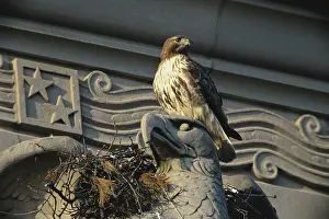 Jamaicensis: Red-tailed Hawk at Nest