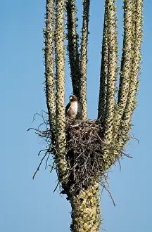 Boojum: Red-tailed Hawk - nest in Boojum Tree (Idria columnaris)