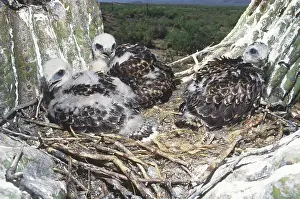 Moulting: Red-tailed Hawk Nestlings