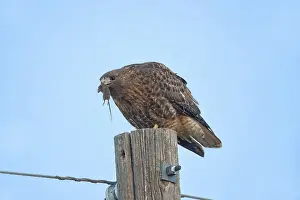 Jamaicensis: Red-tailed hawk Perched eating mouse