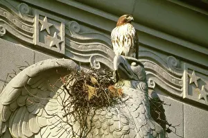 Jamaicensis: Red-tailed Hawk at urban nest
