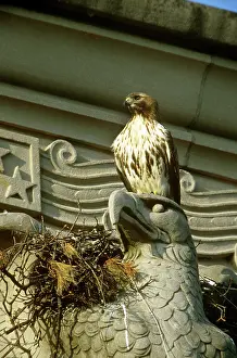 Jamaicensis: Red-tailed Hawk at urban nest