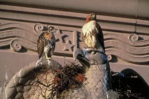 Jamaicensis: Red-tailed Hawks