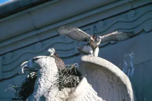 Jamaicensis: Red-tailed Hawks