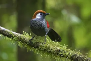 Vietnam: Red-tailed Laughingthrush (Trochalopteron milnei) perched on a log