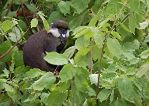 Districts: Red-tailed monkey