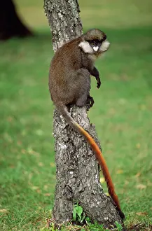 Schmidt: Red-tailed Monkey / Schmidt's Guenon / Schmidt's