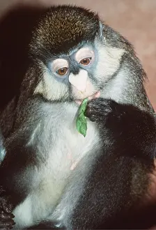 Guenon: Red-tailed Monkey / Schmidt's Guenon / Schmidt's