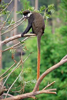 Nosed: Red-tailed Monkey / Schmidt's Guenon / Schmidt's