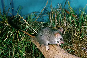 Phascogale: Red-tailed Phascogale