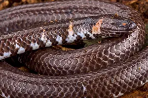 Pipe: Red-tailed pipe snake (Cylindrophis ruffus), Thailand