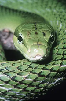 Scales: RED TAILED RAT SNAKE- Close-up of head