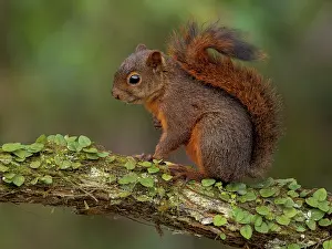 Granatensis: Red-tailed Squirrel (Sciurus granatensis), Mindo, Ecuador