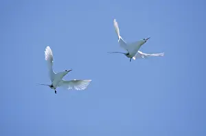 Phaethon: Red Tailed Tropic Bird - Display Flight
