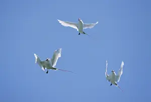 Phaethon: Red Tailed Tropic Bird - Display Flight