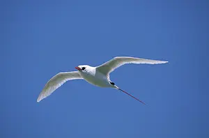 Phaethon: Red-tailed Tropic Bird - In Flight