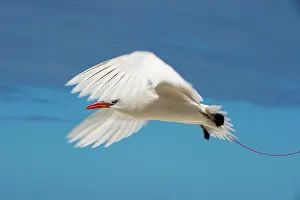 Tropicbird: Red tailed tropic bird (Phaethon rubricauda) in