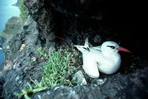 Tropicbird: Red-tailed Tropicbird