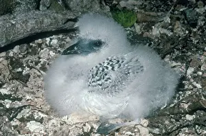 Tropicbird: Red-tailed Tropicbird Chick