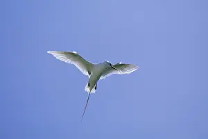 Midway: Red-tailed Tropicbird - display Flight