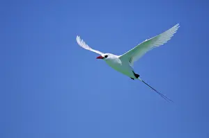Midway: Red-tailed Tropicbird - In Flight