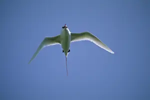 Midway: Red-tailed Tropicbird - In Flight