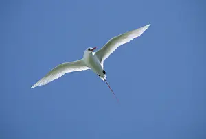 Midway: Red-tailed Tropicbird - In Flight