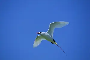Midway: Red-tailed Tropicbird - In Flight