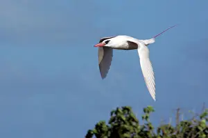 Tropicbird: Red-tailed Tropicbird - in flight