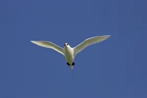 Tropicbird: Red-tailed Tropicbird - in flight