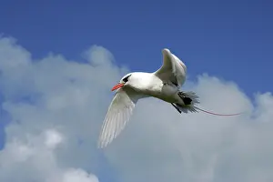 Tropicbird: Red-tailed Tropicbird - in flight