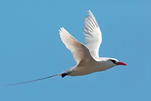 Tropicbird: Red-tailed Tropicbird in flight