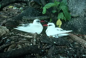 Tropicbird: Red-tailed Tropicbirds