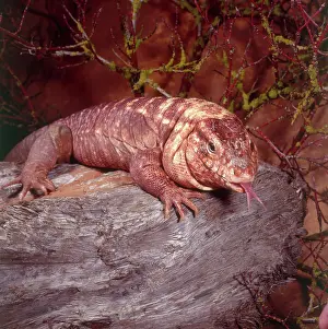 Rufescens: Red Tegu