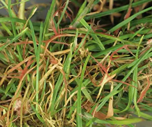 Needles: Red thread fungal infection on turfgrass