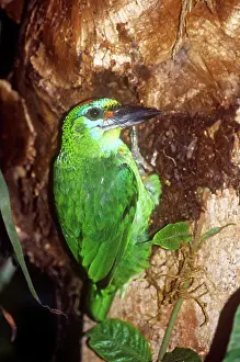 Barbet: Red-throated Barbet - female excavating nest hole