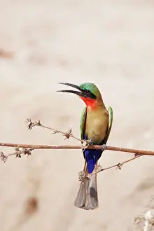 Eaters: Red-throated Bee-eater