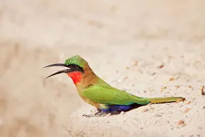Eaters: Red-throated Bee-eater
