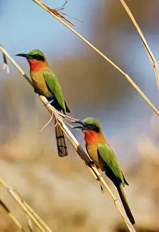 Eater: RED-THROATED BEE-EATER