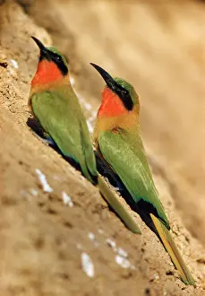 Eater: RED-THROATED BEE-EATER