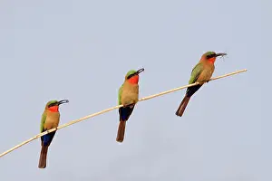 Eaters: Red-throated Bee-eater three birds each with insect prey