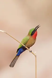 Eaters: Red-throated Bee-eater with insect prey in beak
